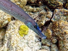 Trumpetfish closeup